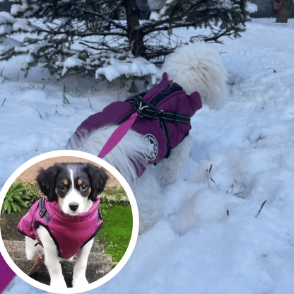 Winterjacke für Hunde